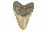 Huge, Fossil Megalodon Tooth - North Carolina #188210-1